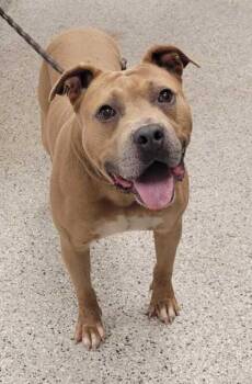 Woodrow -  Pit Bull Terrier and Mixed Breed Dog for Adoption in Kansas City, Missouri - Woodrow | PetCurious