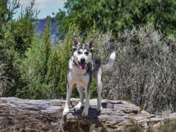 LOLA -  Mixed Breed Dog for Adoption in Santa Fe, New Mexico - LOLA | PetCurious