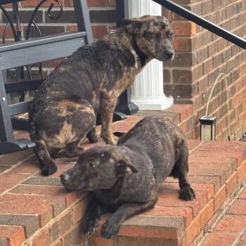 Catahoula Leopard Dog and Mixed Breed Dogs Available for Adoption in Morganfield, Kentucky - Shania Twain | PetCurious