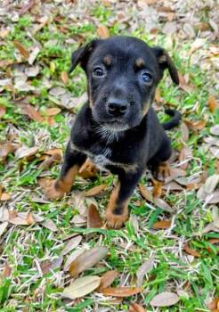 Shepherd and Hound Dogs Available for Adoption - Moana | PetCurious