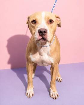 JUGHEAD -  Mixed Breed Dog for Adoption in Jacksonville, Florida - JUGHEAD | PetCurious