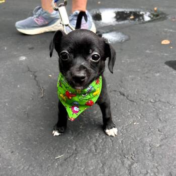 Winky -  Chihuahua and Dachshund Dog for Adoption in Plainfield, Illinois - Winky | PetCurious