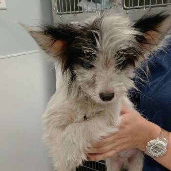 IVHS-Stray-141852 #8 -  Terrier and Mixed Breed Dog for Adoption in San Gabriel, California - IVHS-Stray-141852 #8 | PetCurious