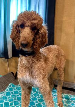 Standard Poodle Dogs Available for Adoption in Pacolet, South Carolina - Layla Feb 26 | PetCurious
