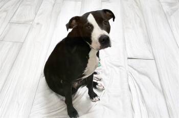 BETH -  American Staffordshire Terrier and Mixed Breed Dog for Adoption in Fort Lauderdale, Florida - BETH | PetCurious