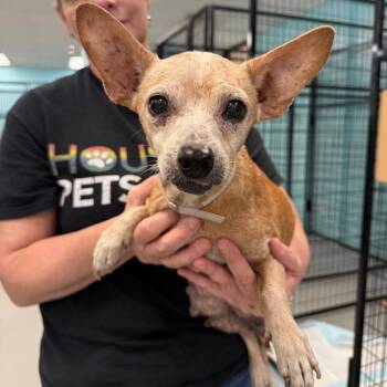 Roberta -  Chihuahua Dog for Adoption in Houston, Texas - Roberta | PetCurious