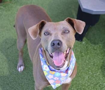 Luna -  Mixed Breed Dog for Adoption in Athens, Georgia - Luna | PetCurious