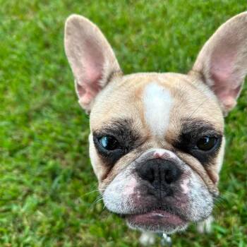 Winnie -  French Bulldog and Mixed Breed Dog for Adoption in Pearland, Texas - Winnie | PetCurious