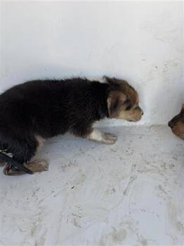 Rescue Beagle Dogs for Adoption in Houston, Texas - A645369 | PetCurious