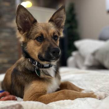 Toast -  Mixed Breed Dog for Adoption in Buffalo, Minnesota - Toast | PetCurious