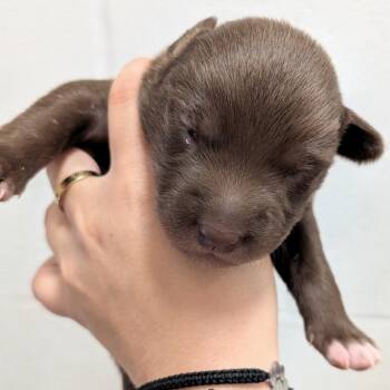 Boxer and Mixed Breed Dogs Available for Adoption - L Pup 3 | PetCurious