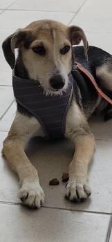 Jack Russell Terrier Dogs Available for Adoption in New York, New York - Russell  | PetCurious