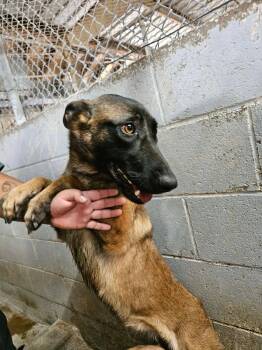 Belgian Shepherd Malinois Dogs Available for Adoption in El Centro, California - Mini Mel | PetCurious