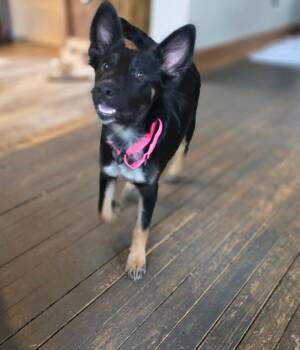 Izzy -  Border Collie and Shepherd Dog for Adoption in New London, Wisconsin - Izzy | PetCurious