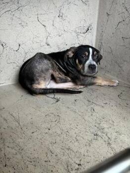 Harlow -  Pit Bull Terrier and Mixed Breed Dog for Adoption in Gainesville, Florida - Harlow | PetCurious