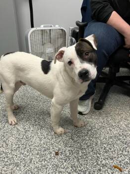 American Staffordshire Terrier Dogs Available for Adoption - Cazzu | PetCurious