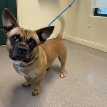 French Bulldog and Chihuahua Dogs Available for Adoption - Maximo | PetCurious