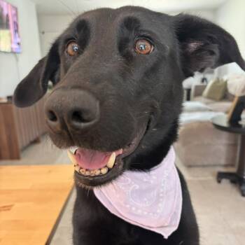 Pippy -  Labrador Retriever and Shepherd Dog for Adoption in Oak Ridge North, Texas - Pippy | PetCurious