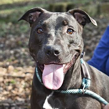 Georgia -  Black Labrador Retriever Dog for Adoption in Milledgeville, Georgia - Georgia | PetCurious