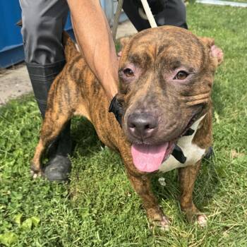 Miracle -  Pit Bull Terrier Dog for Adoption in Jersey City, New Jersey - Miracle | PetCurious