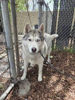 Siberian Husky Dogs Available for Adoption in Oakland, California - Mochi | PetCurious
