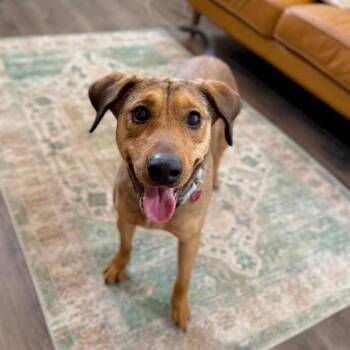 Precious Pippa the Playful Country Princess -  German Shepherd Dog Dog for Adoption in Friendswood, Texas - Precious Pippa The Playful Country Princess | PetCurious