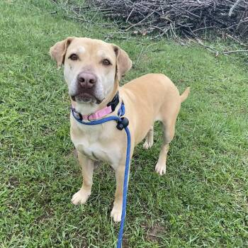 Yellow Labrador Retriever Dogs Available for Adoption in Allegan, Michigan - Thunder | PetCurious