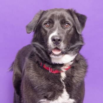 Mixed Breed Dogs Available for Adoption in Franklin, Tennessee - Rylee | PetCurious