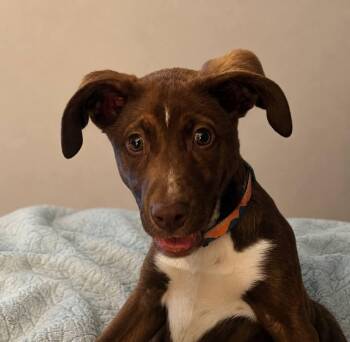 Catahoula Leopard Dog and Black Labrador Retriever Dogs Available for Adoption in Cosby, Tennessee - Russ | PetCurious