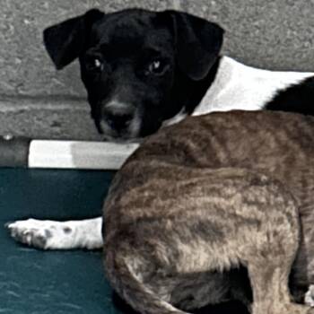 drax -  Terrier and Mixed Breed Dog for Adoption in Yuma, Arizona - Drax | PetCurious