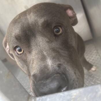 Pit Bull Terrier Dogs Available for Adoption in Greensboro, North Carolina - Magic S. | PetCurious