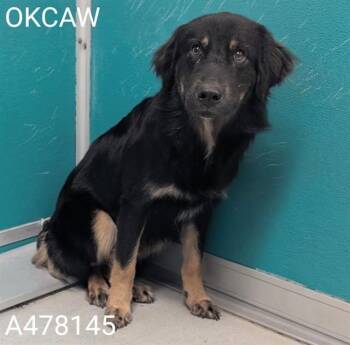 BEAR -  German Shepherd Dog and Mixed Breed Dog for Adoption in Oklahoma City, Oklahoma - BEAR | PetCurious