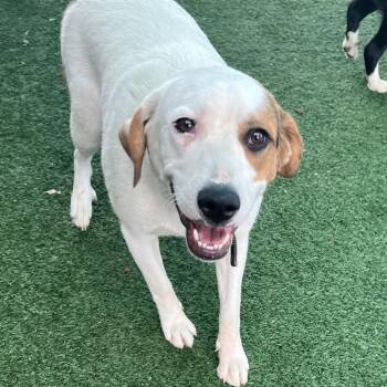 Rosebud -  Great Pyrenees and Mixed Breed Dog Available for Adoption in La Grange, Kentucky - Rosebud | PetCurious