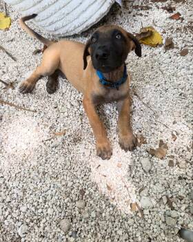 Liam -  Belgian Shepherd Malinois Dog for Adoption in Miami, Florida - Liam | PetCurious