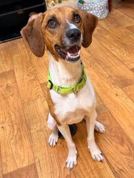 Mixed Breed Dogs Available for Adoption in Ocala, Florida - Finnley | PetCurious