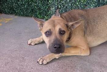 61666568 -  Shar Pei and Mixed Breed Dog for Adoption in El Paso, Texas - 61666568 | PetCurious