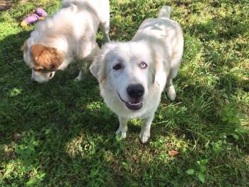 Great Pyrenees Dogs Available for Adoption - Ivory | PetCurious