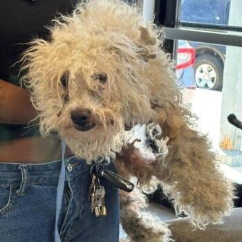Mathew -  Terrier Dog for Adoption in Hawthorne, California - Mathew | PetCurious