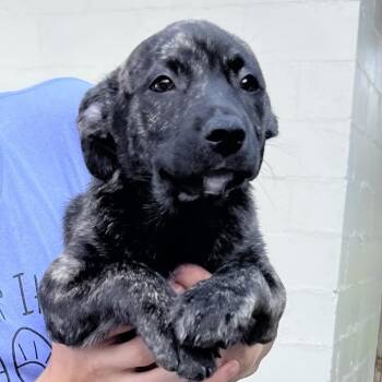 Spicy Mustard -  Mixed Breed Dog for Adoption in Parkersburg, West Virginia - Spicy Mustard | PetCurious