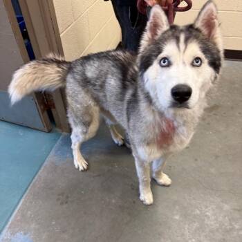 Mixed Breed Dogs Available for Adoption - Aurora | PetCurious