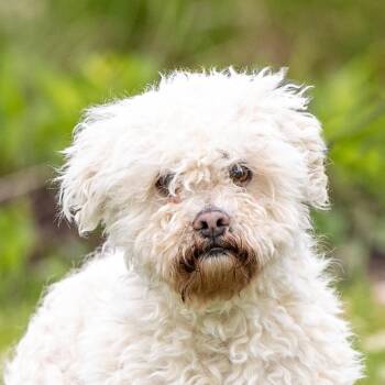 Maltese and Poodle Dogs Available for Adoption in Council Bluffs, Iowa - Simba | PetCurious