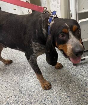 Travis -  English Coonhound Dog for Adoption in Burgaw, North Carolina - Travis | PetCurious