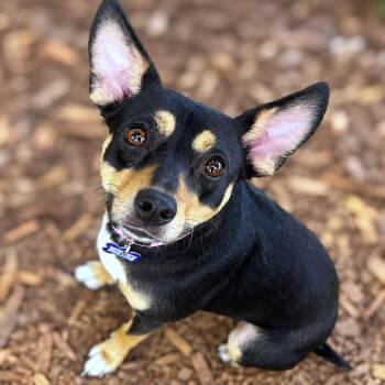 Fluttershy -  Rat Terrier and Chihuahua Dog for Adoption in Boerne, Texas - Fluttershy | PetCurious