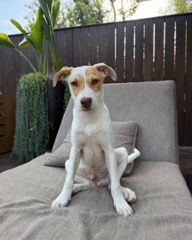 Sugar -  Shepherd Dog for Adoption in Frazier Park, California - Sugar | PetCurious