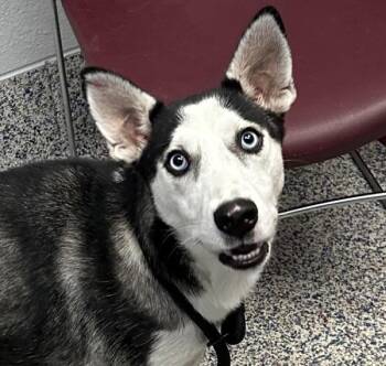 Alaska -  Siberian Husky Dog for Adoption in Golden, Colorado - Alaska | PetCurious