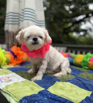 Precious senior -  Maltese and Shih Tzu Dog for Adoption - Precious Senior | PetCurious
