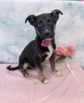 German Shepherd Dog Dogs Available for Adoption in Sedalia, Colorado - Logan | PetCurious