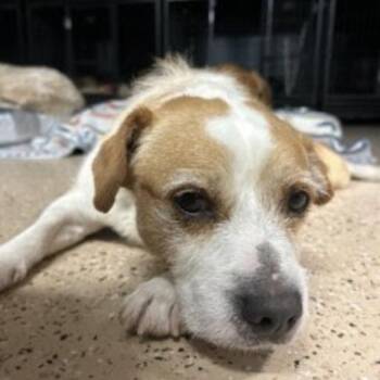 Wayne -  Terrier Dog for Adoption in Oceanside, California - Wayne | PetCurious
