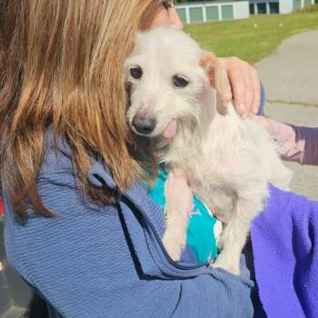 Otis -  Mixed Breed Dog for Adoption in Danville, Vermont - Otis | PetCurious
