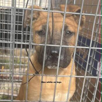 Mountain Cur and Mixed Breed Dogs Available for Adoption in Nashville, Tennessee - Johnny | PetCurious